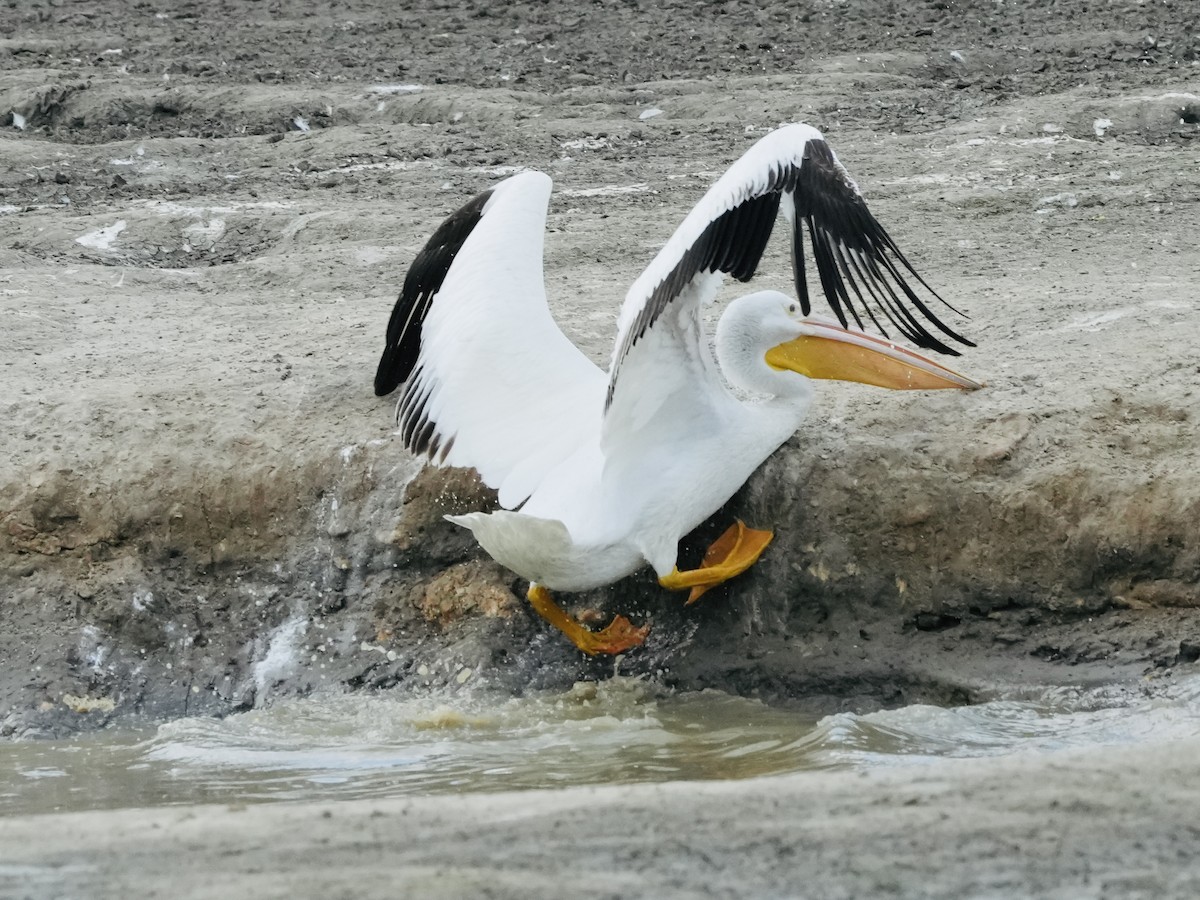 American White Pelican - Tami Reece