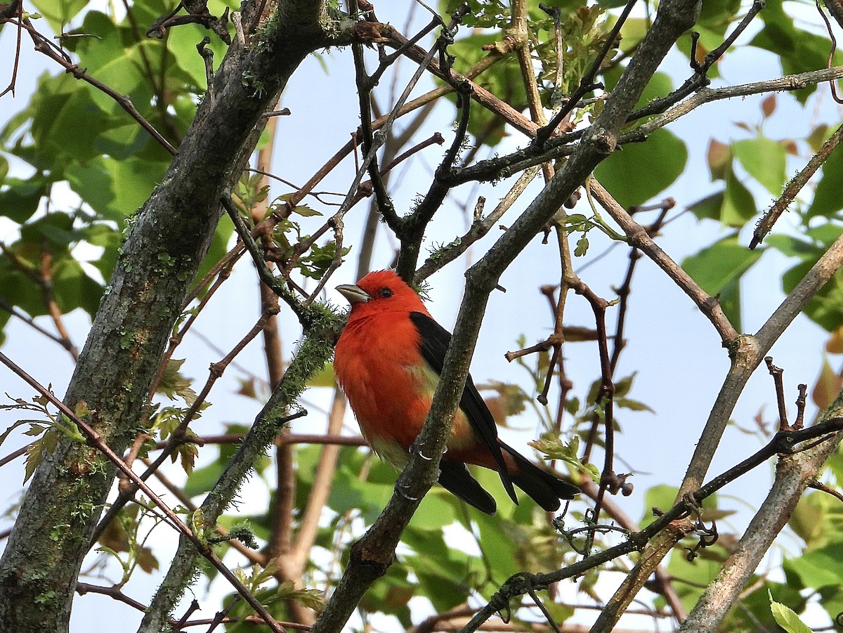 Scarlet Tanager - ML617200192