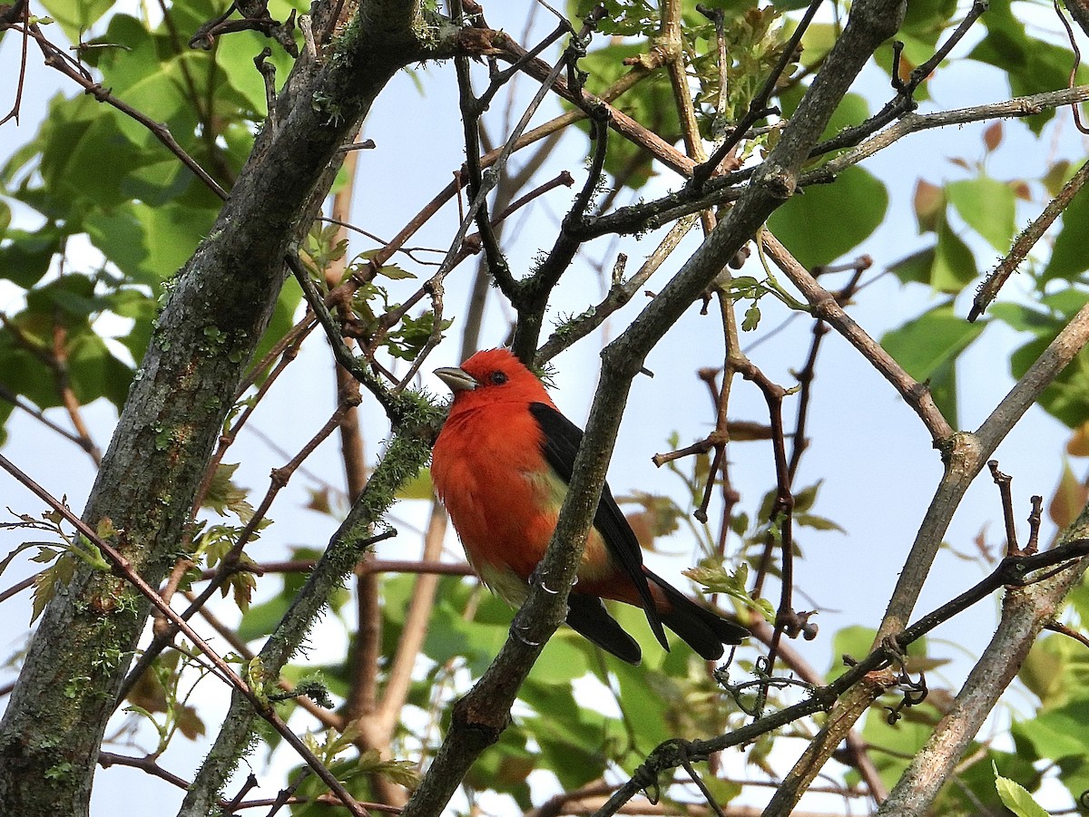 Scarlet Tanager - Ivory Reinert