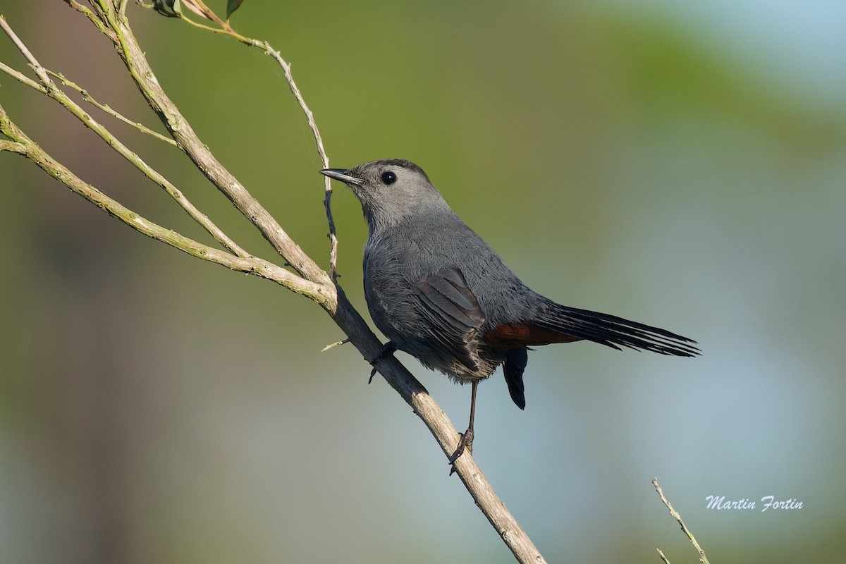 Gray Catbird - Martin Fortin