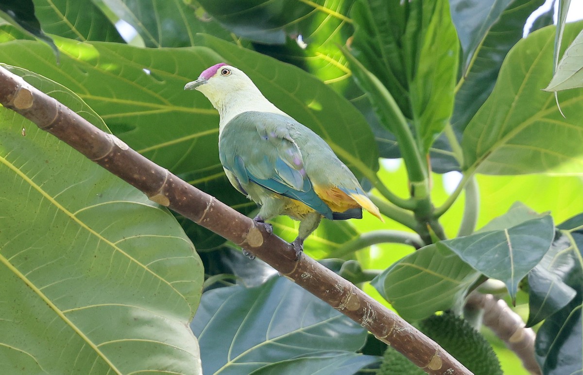 Purple-capped Fruit-Dove - ML617200206