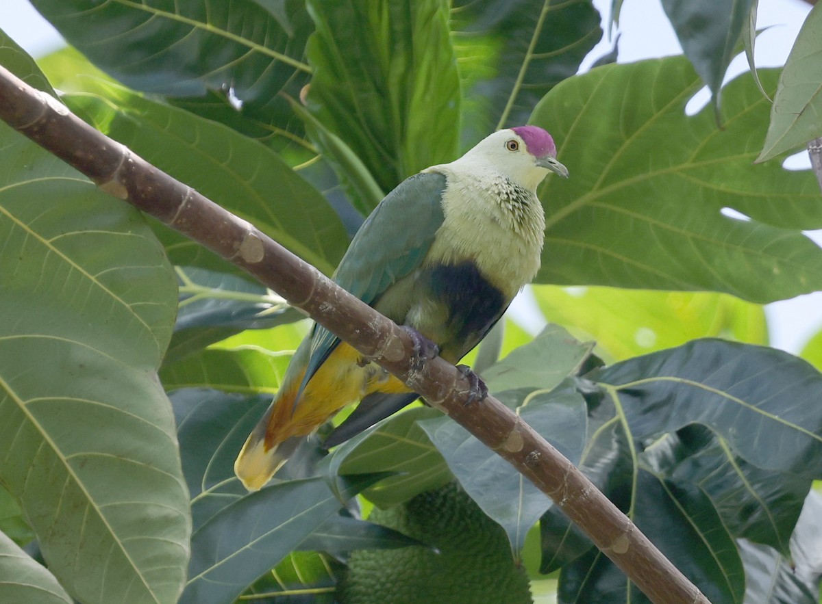 Purple-capped Fruit-Dove - ML617200207