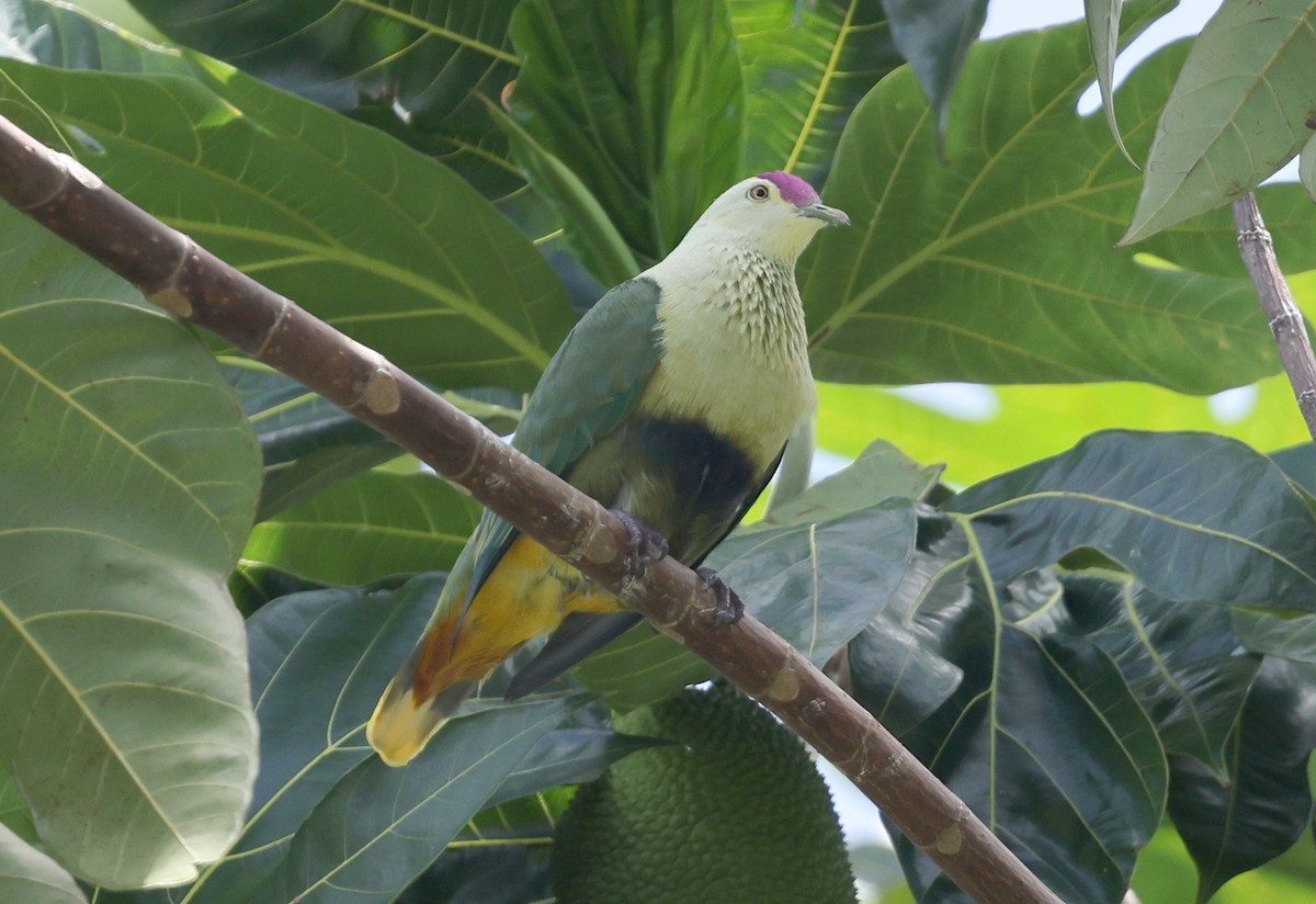 Purple-capped Fruit-Dove - ML617200208