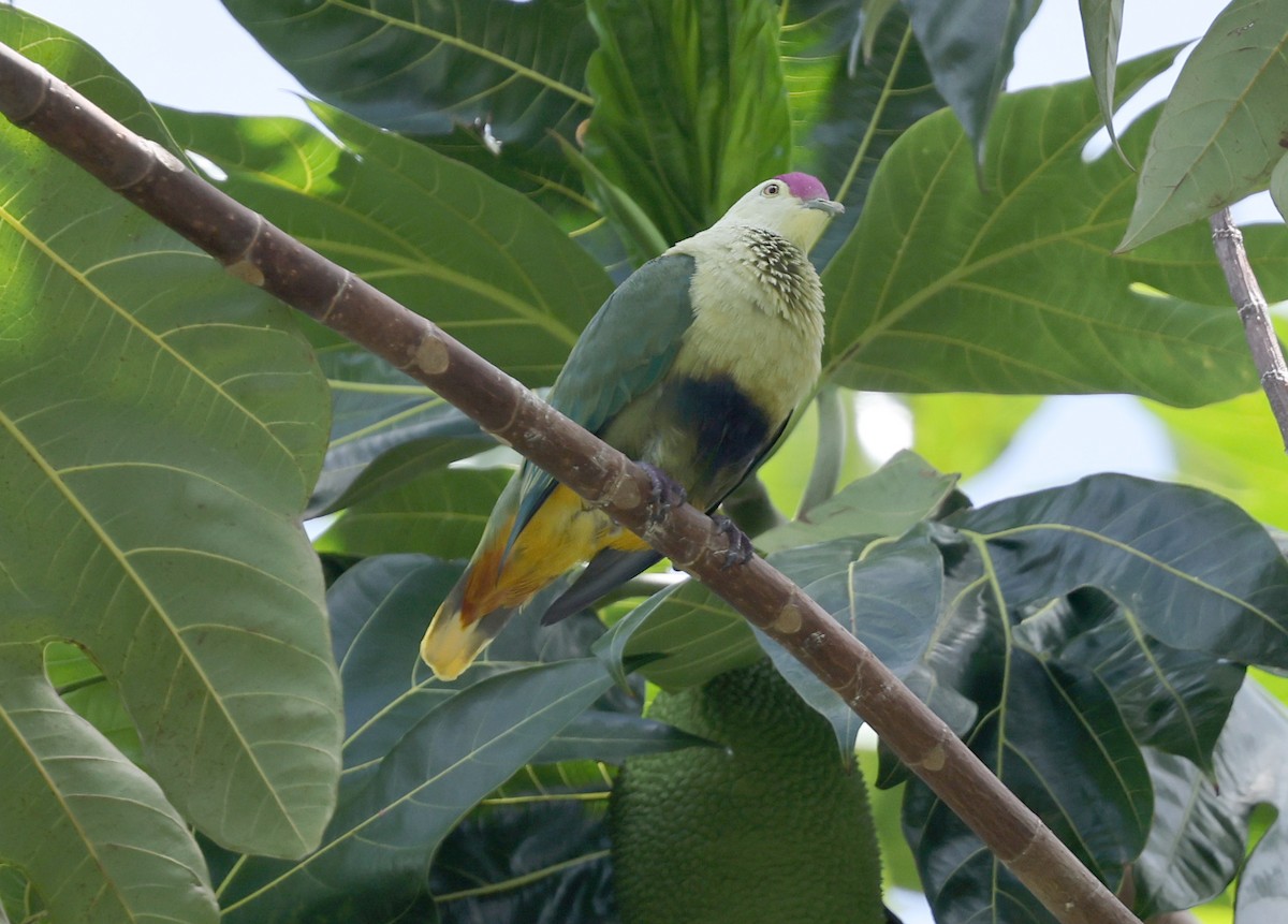 Purple-capped Fruit-Dove - ML617200209