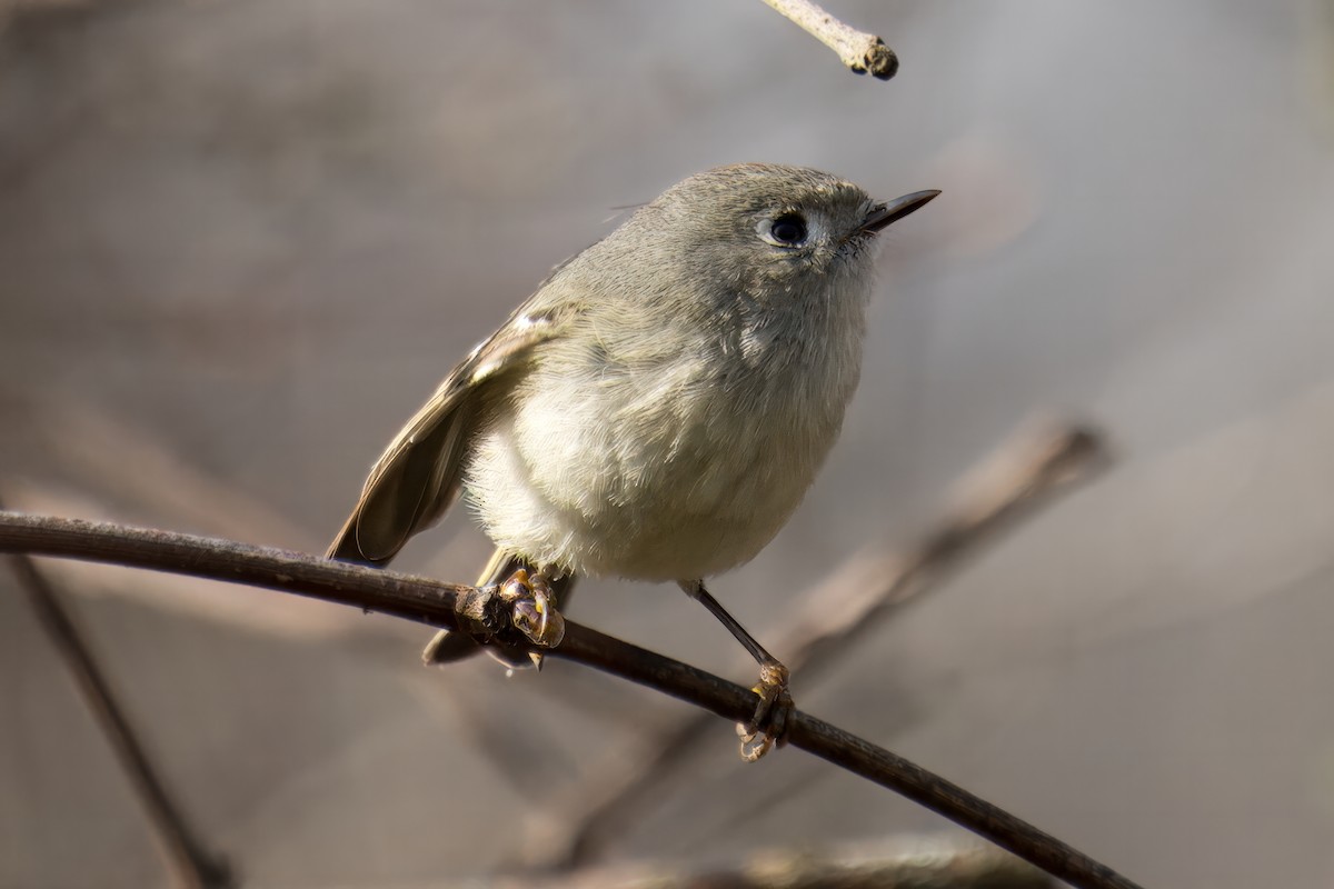 Ruby-crowned Kinglet - Paco Luengo