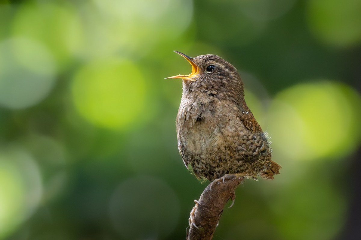 Pacific Wren (pacificus Group) - ML617200214