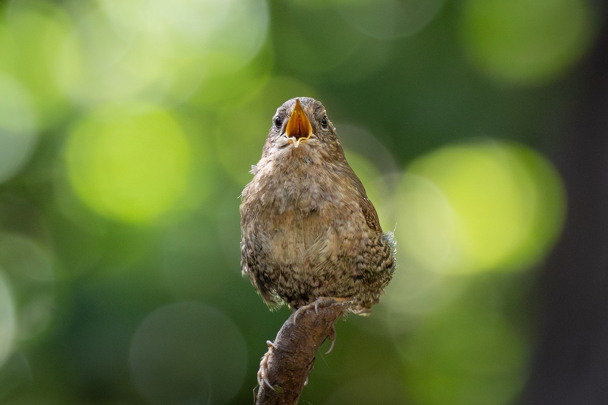 Pacific Wren (pacificus Group) - ML617200216