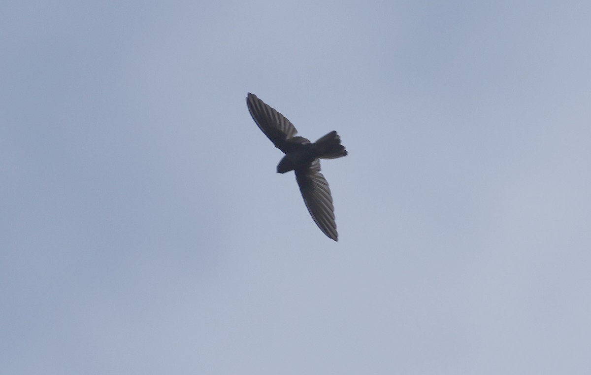 Caroline Islands Swiftlet - ML617200225