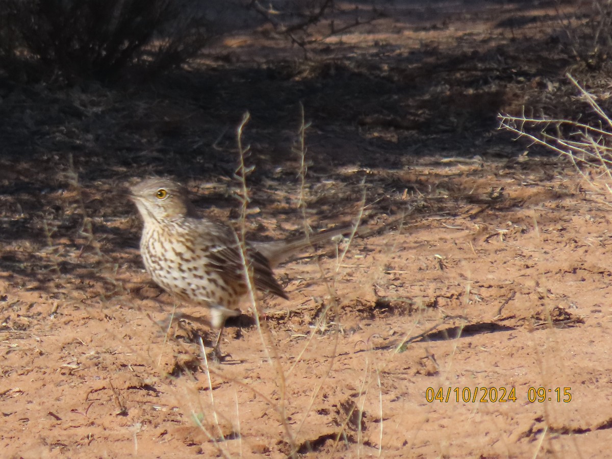 Sage Thrasher - ML617200253