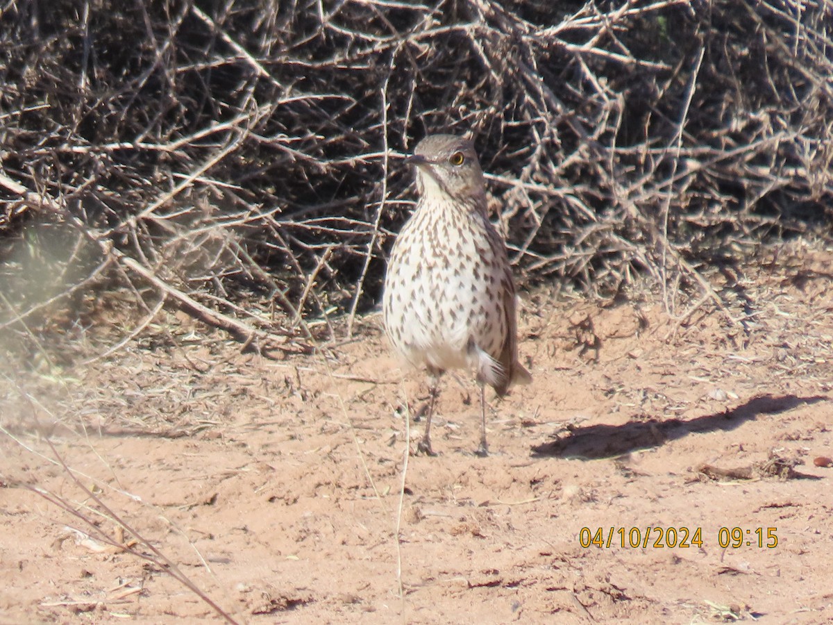 Sage Thrasher - ML617200254