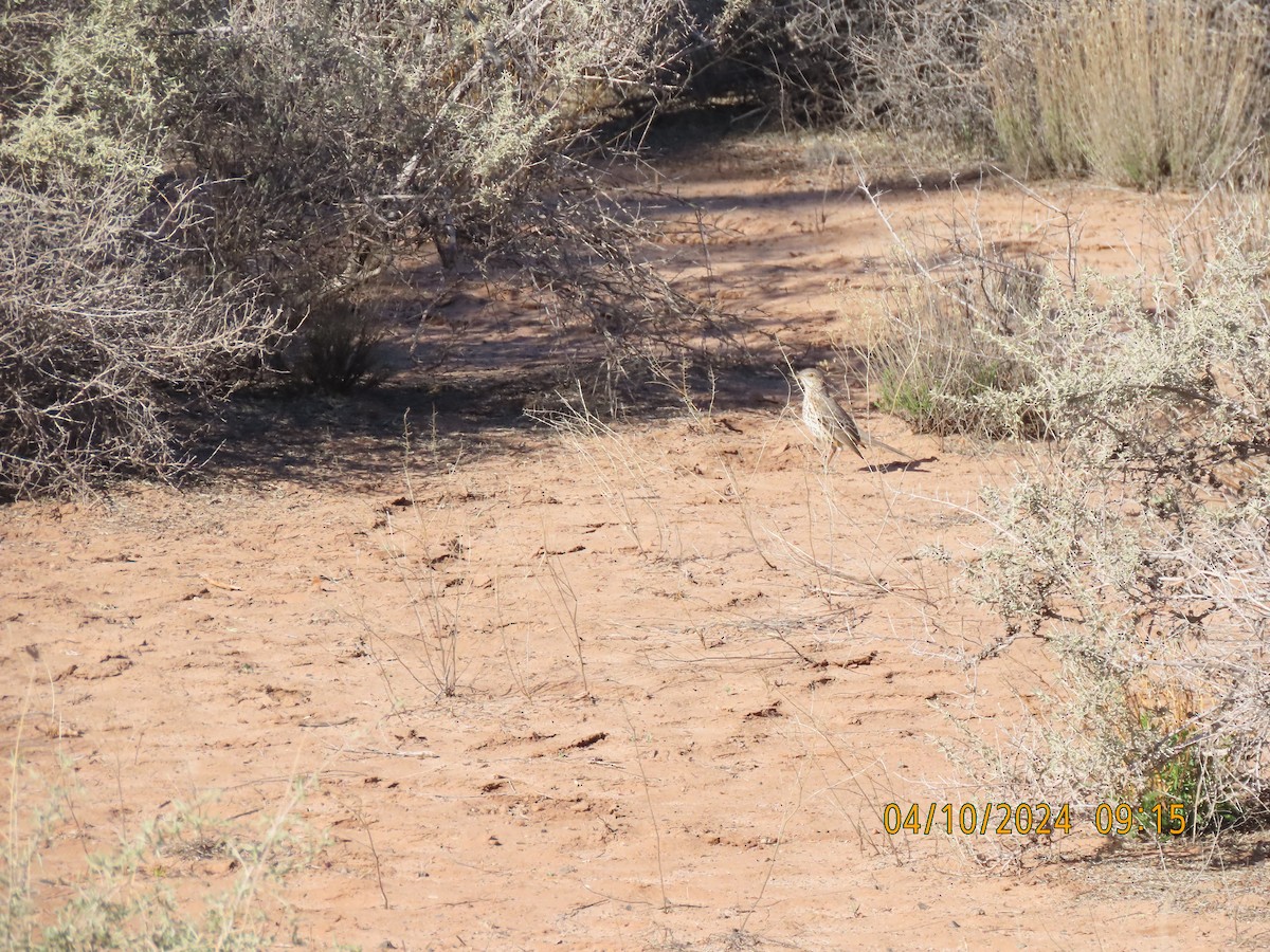 Sage Thrasher - ML617200255