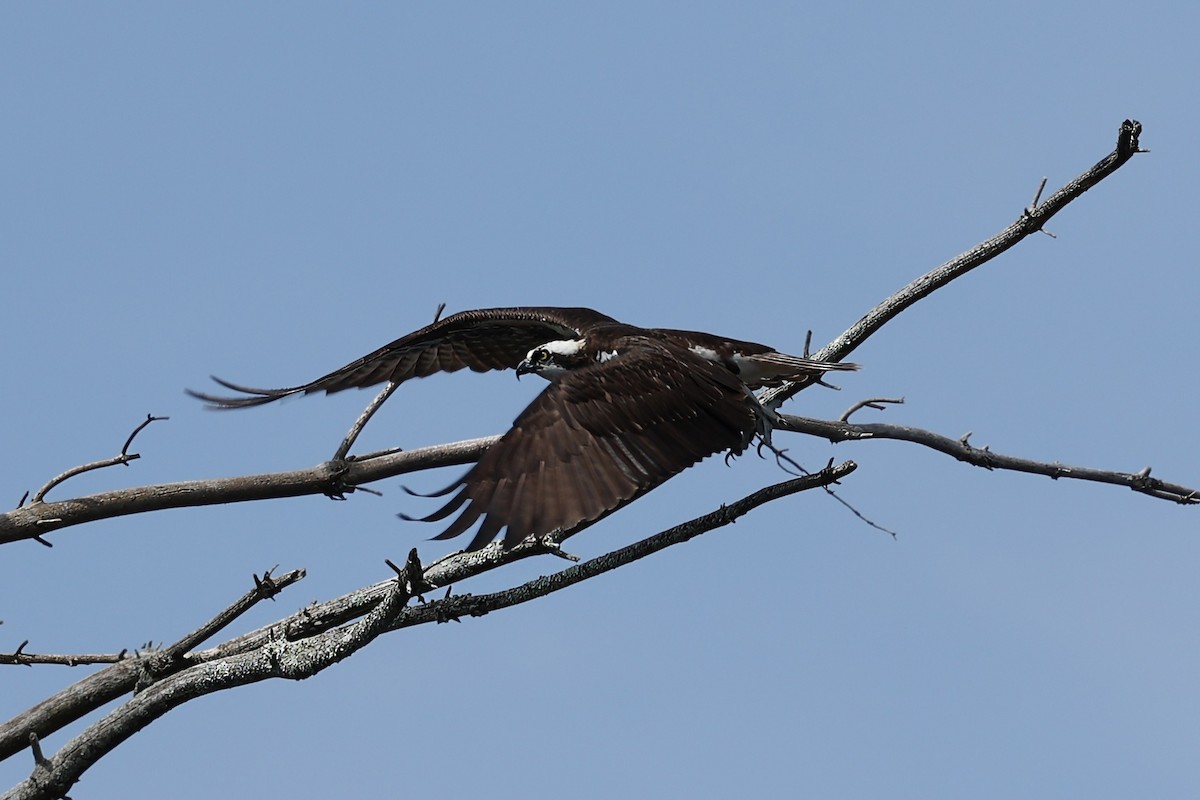 Balık Kartalı (carolinensis) - ML617200256
