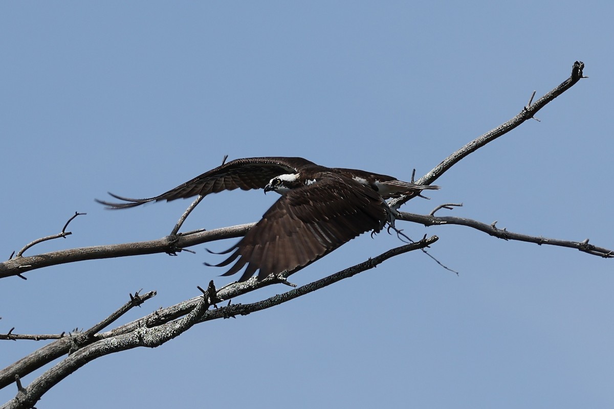 Osprey (carolinensis) - ML617200256