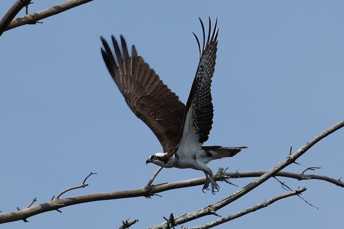 Balık Kartalı (carolinensis) - ML617200257