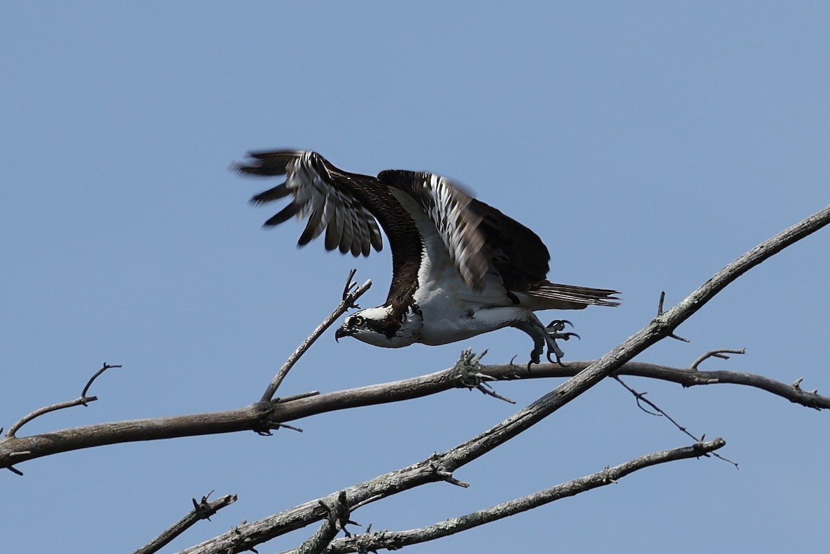 Balık Kartalı (carolinensis) - ML617200258