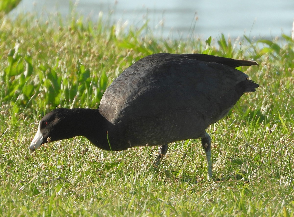 American Coot - ML617200297