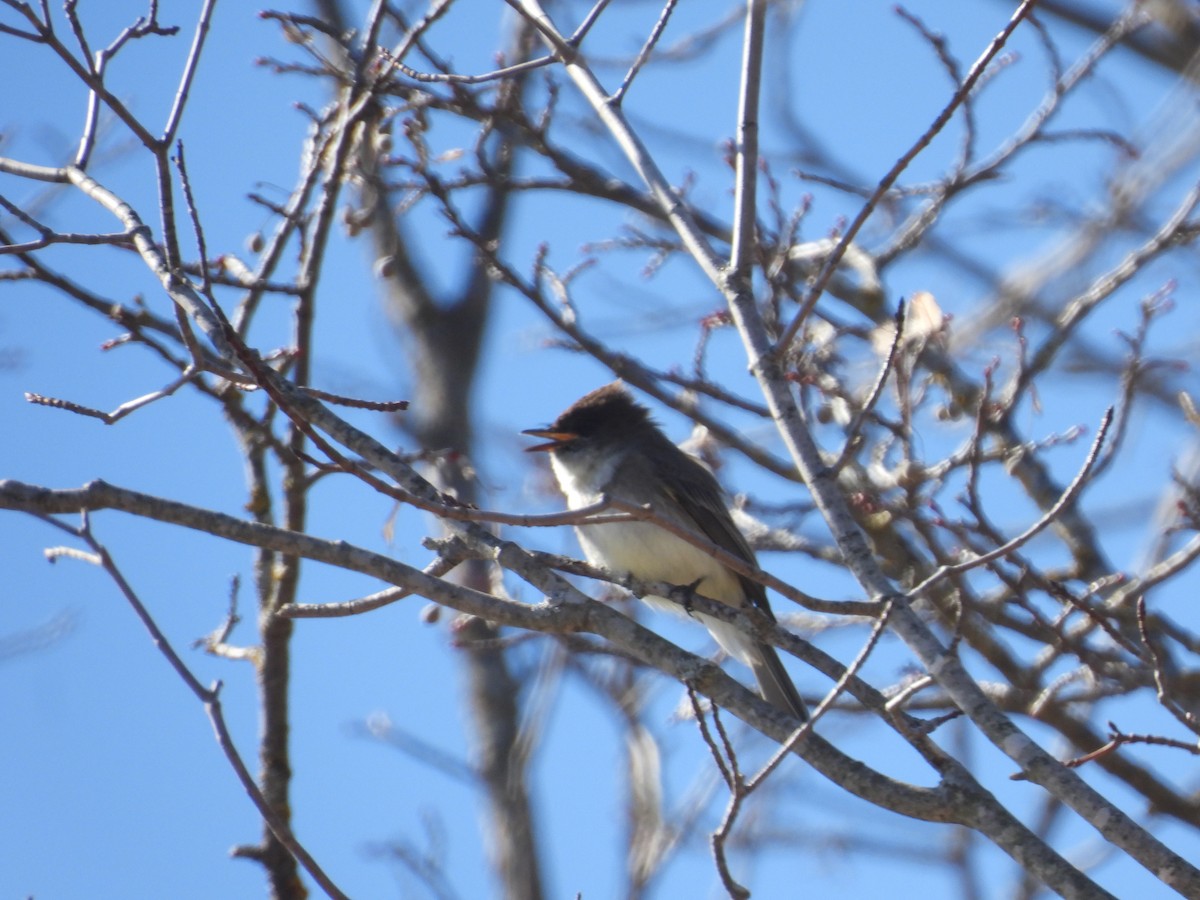 Eastern Phoebe - ML617200334