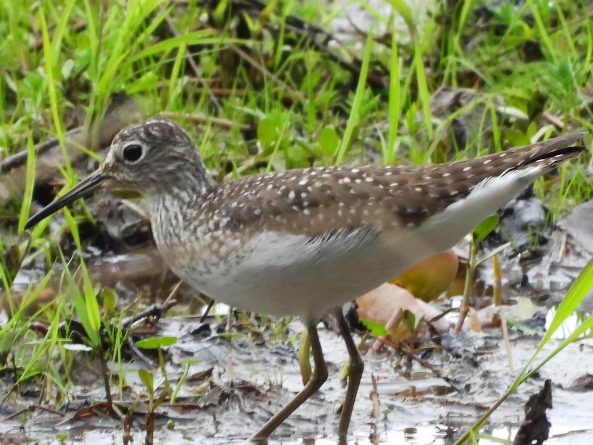 Solitary Sandpiper - Lori O'Bar