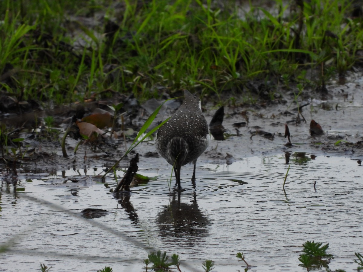 Solitary Sandpiper - ML617200339