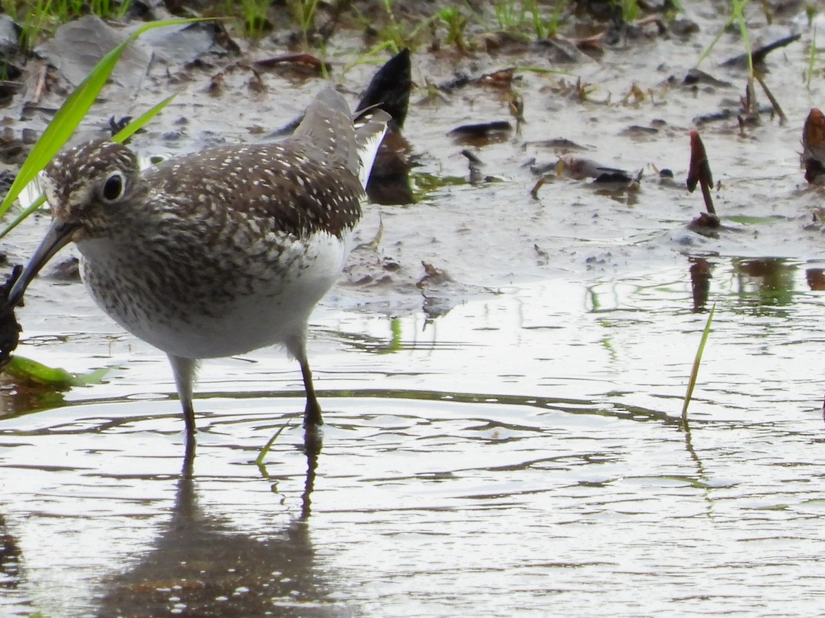 Solitary Sandpiper - Lori O'Bar