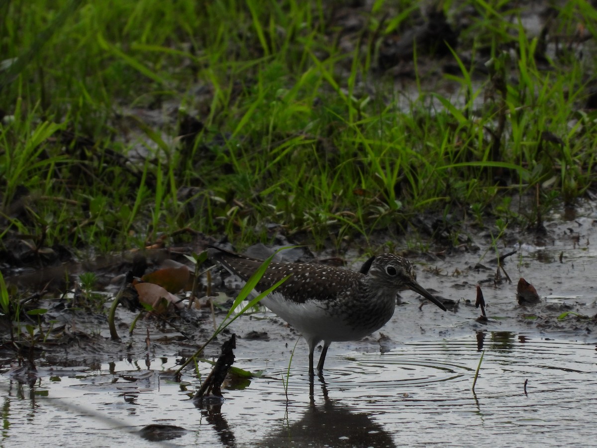 Solitary Sandpiper - ML617200341