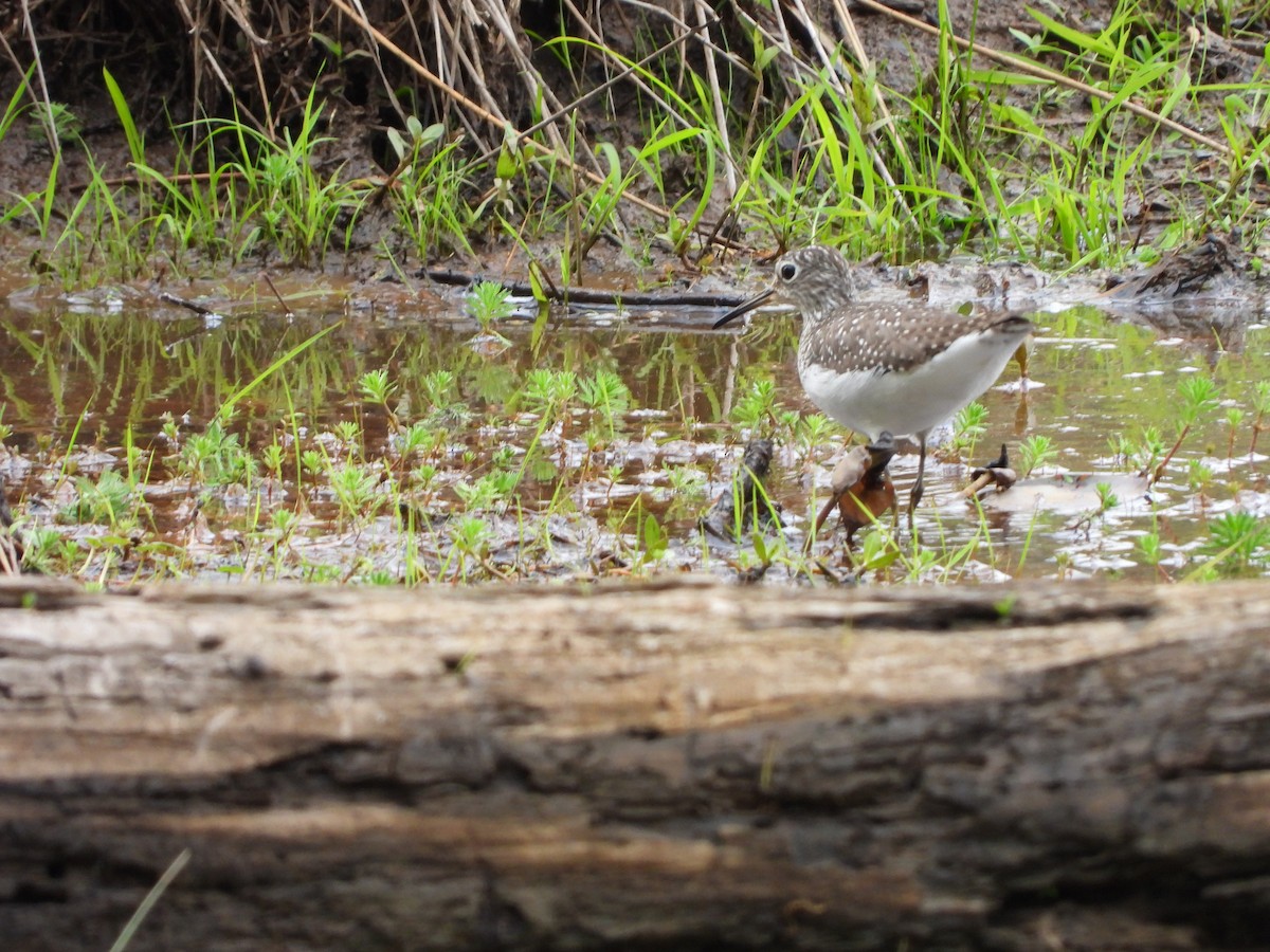 Solitary Sandpiper - Lori O'Bar