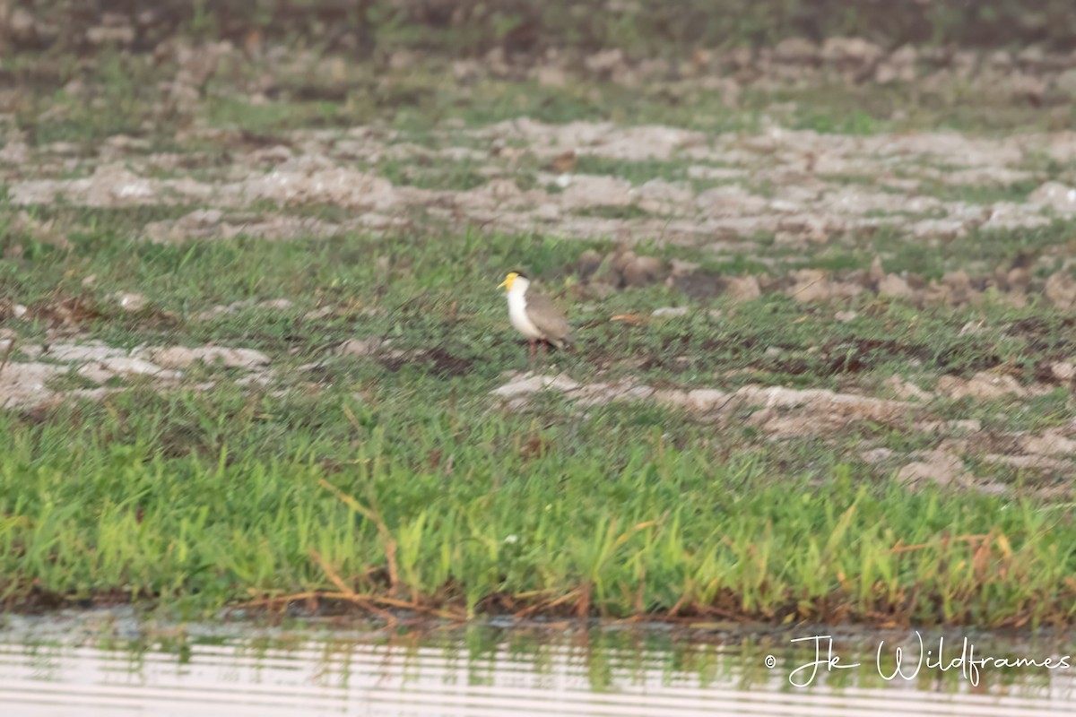 Masked Lapwing (Masked) - ML617200345