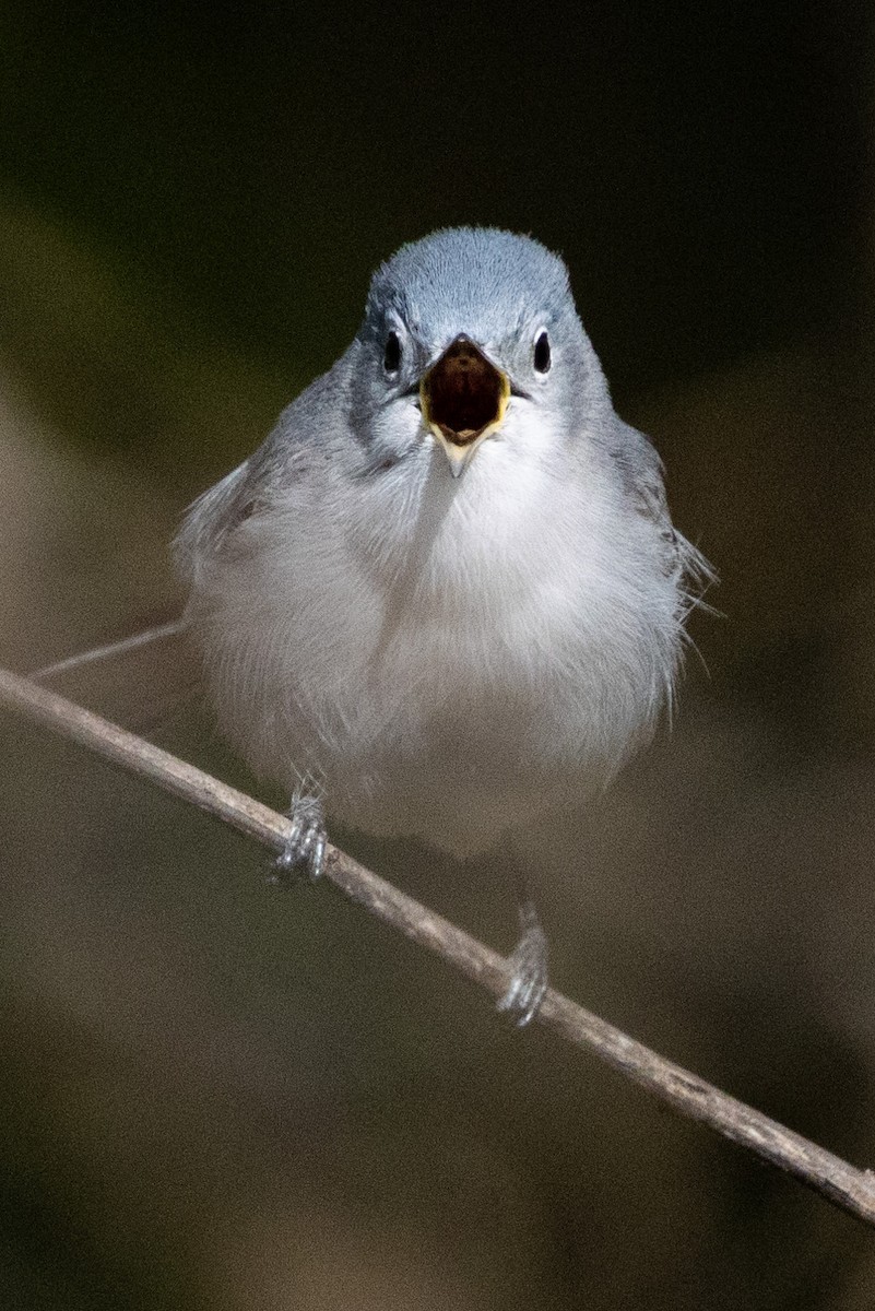 Blue-gray Gnatcatcher - ML617200346