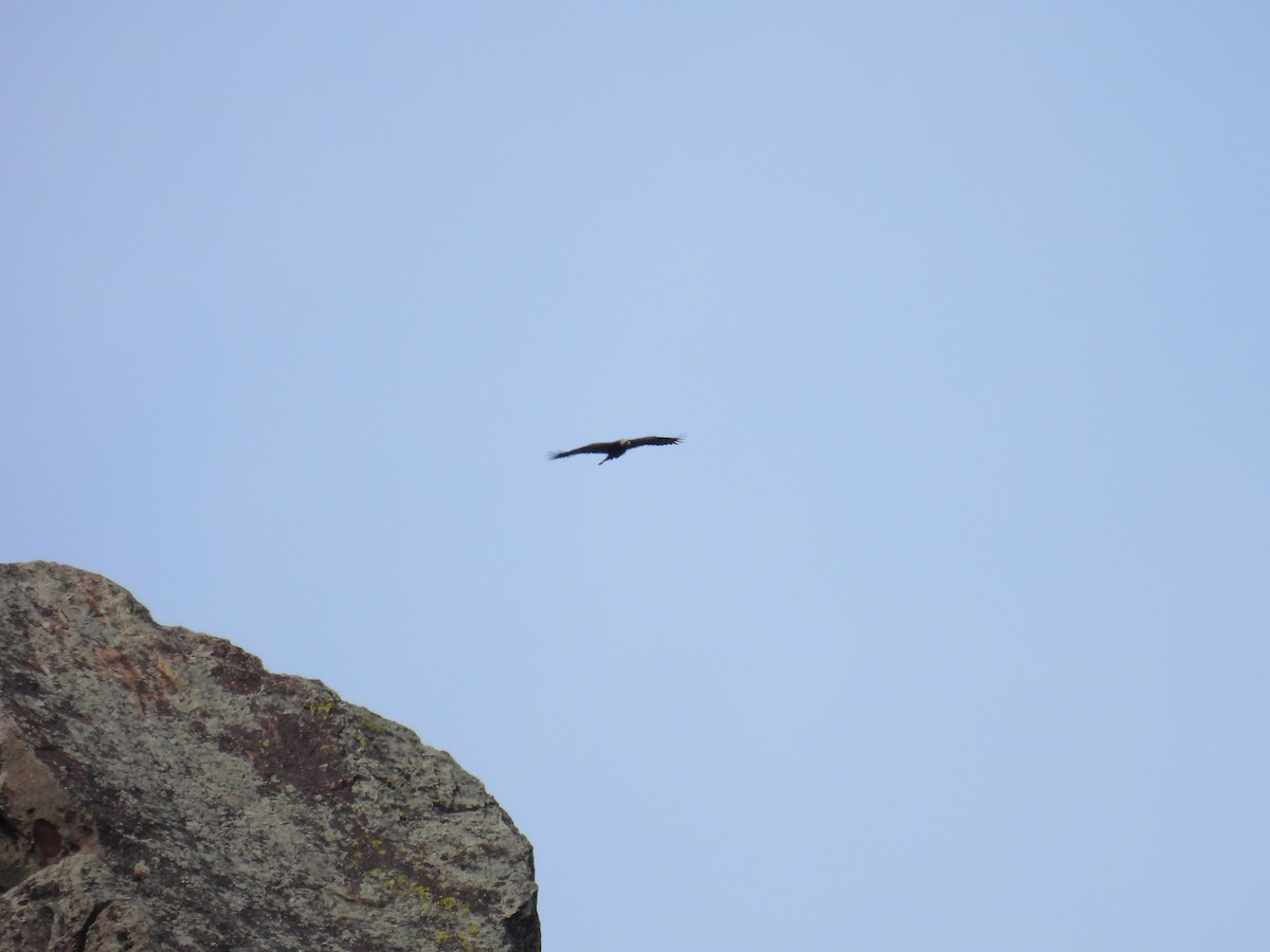 Golden Eagle - ML617200351