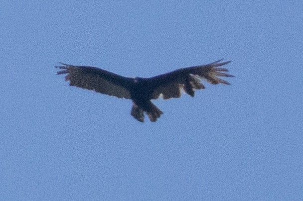 Turkey Vulture - ML617200356