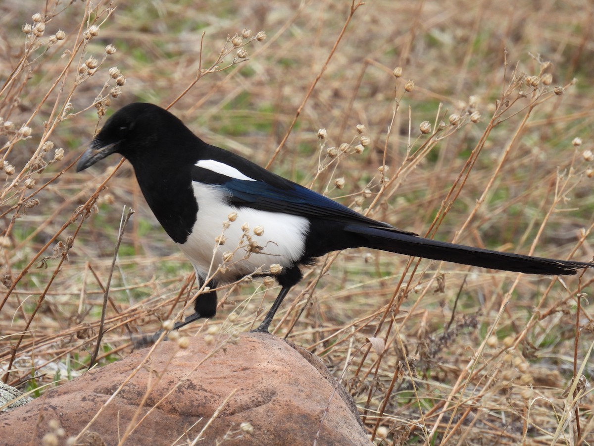 Black-billed Magpie - ML617200362