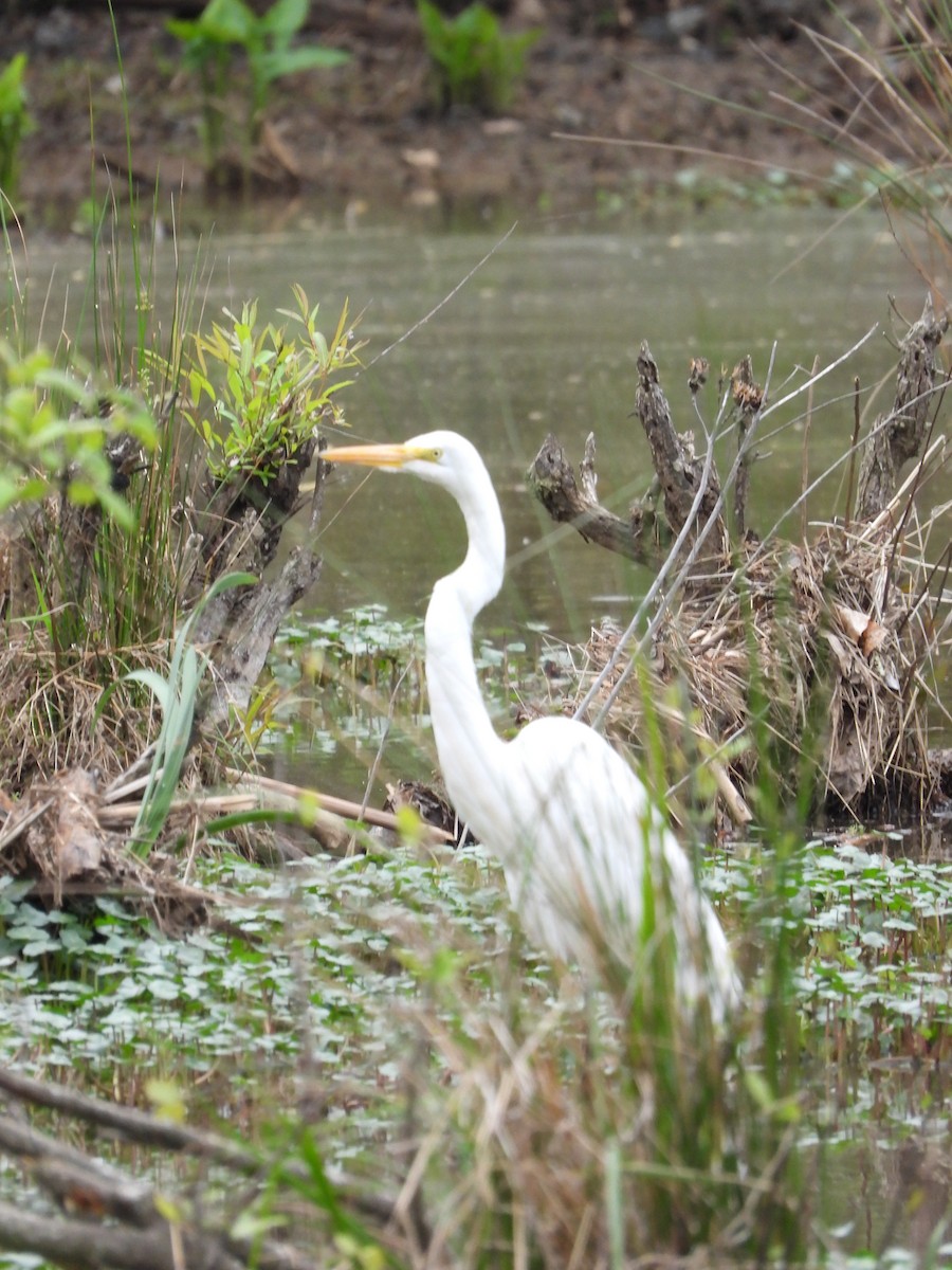 Grande Aigrette - ML617200373