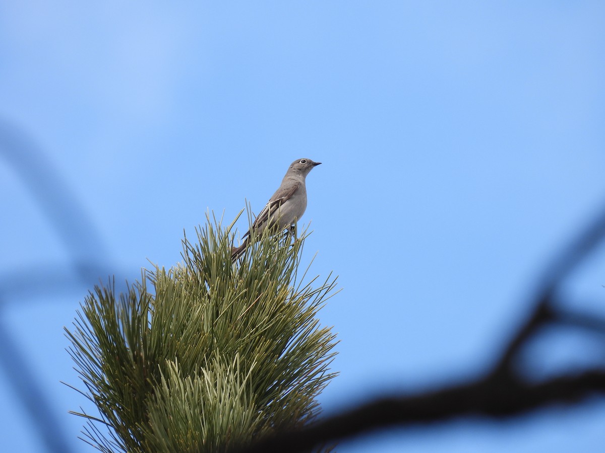Townsend's Solitaire - ML617200377