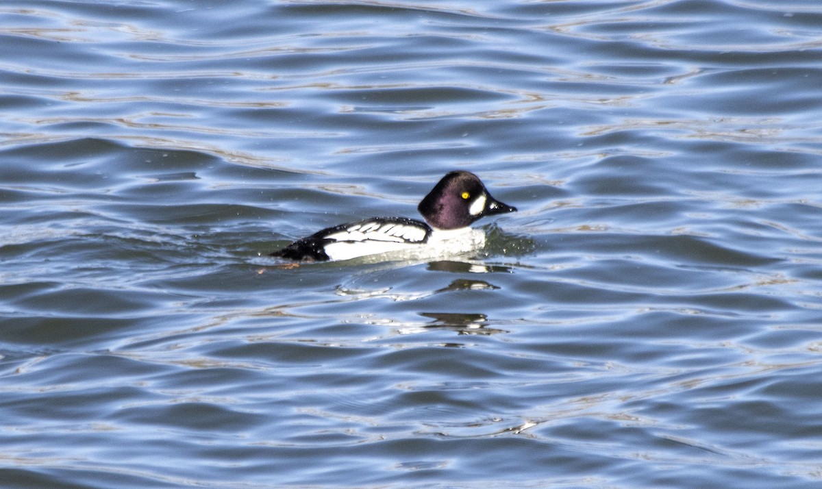 Common x Barrow's Goldeneye (hybrid) - ML617200401