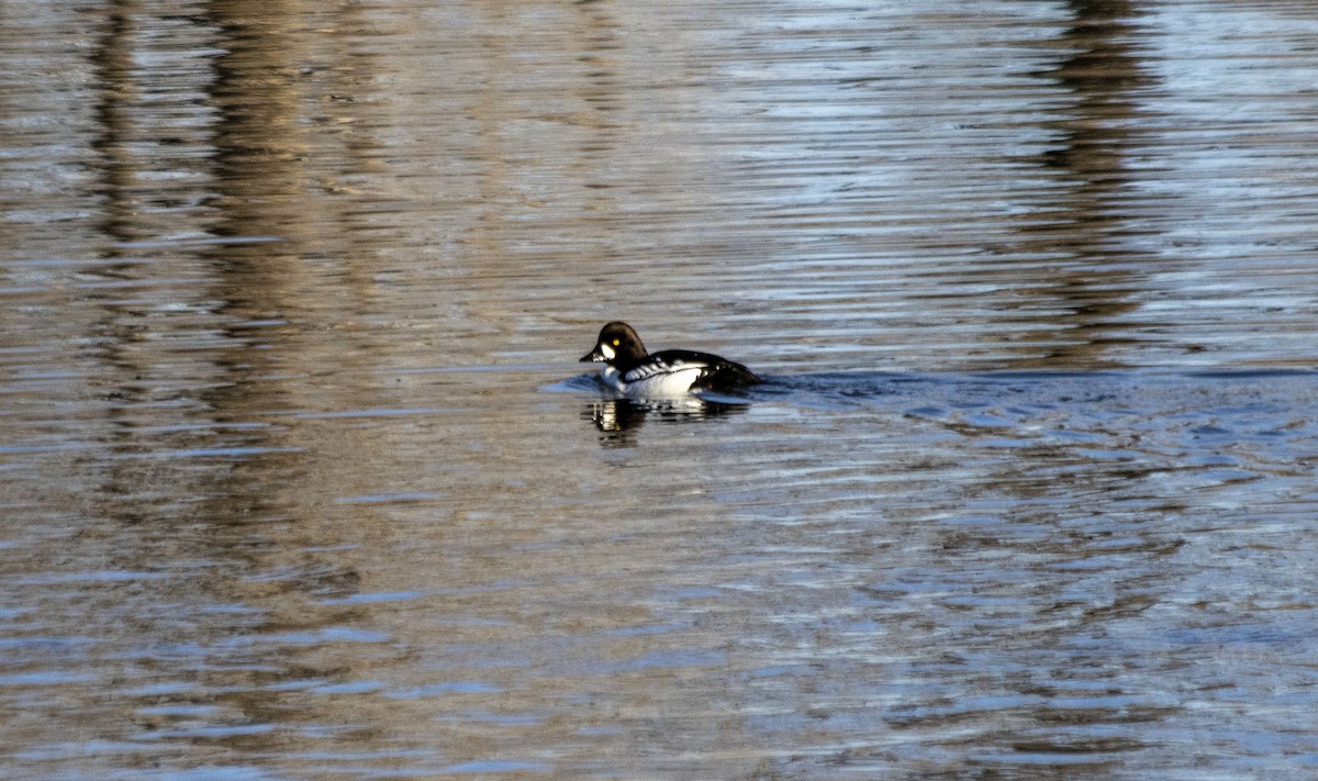 Common x Barrow's Goldeneye (hybrid) - ML617200402