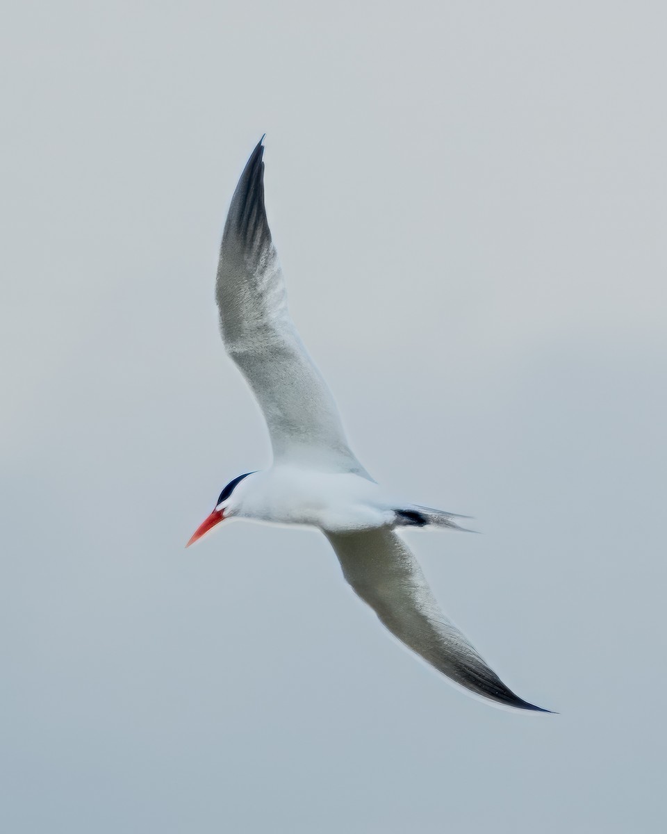 Caspian Tern - ML617200431