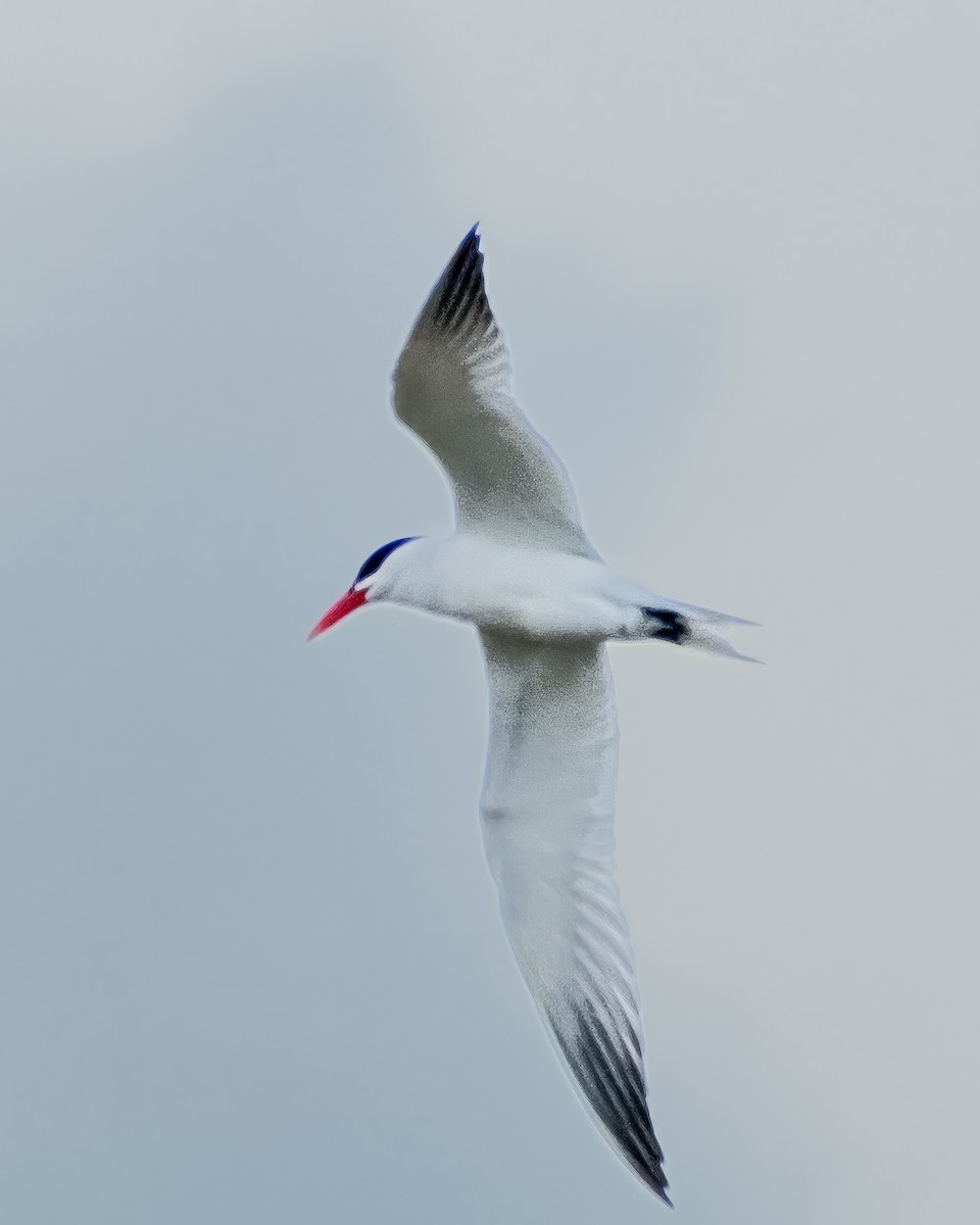 Caspian Tern - Charles Byrne