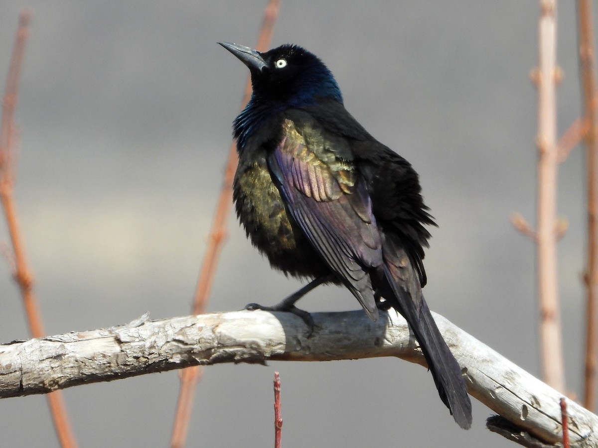 Common Grackle - ML617200447