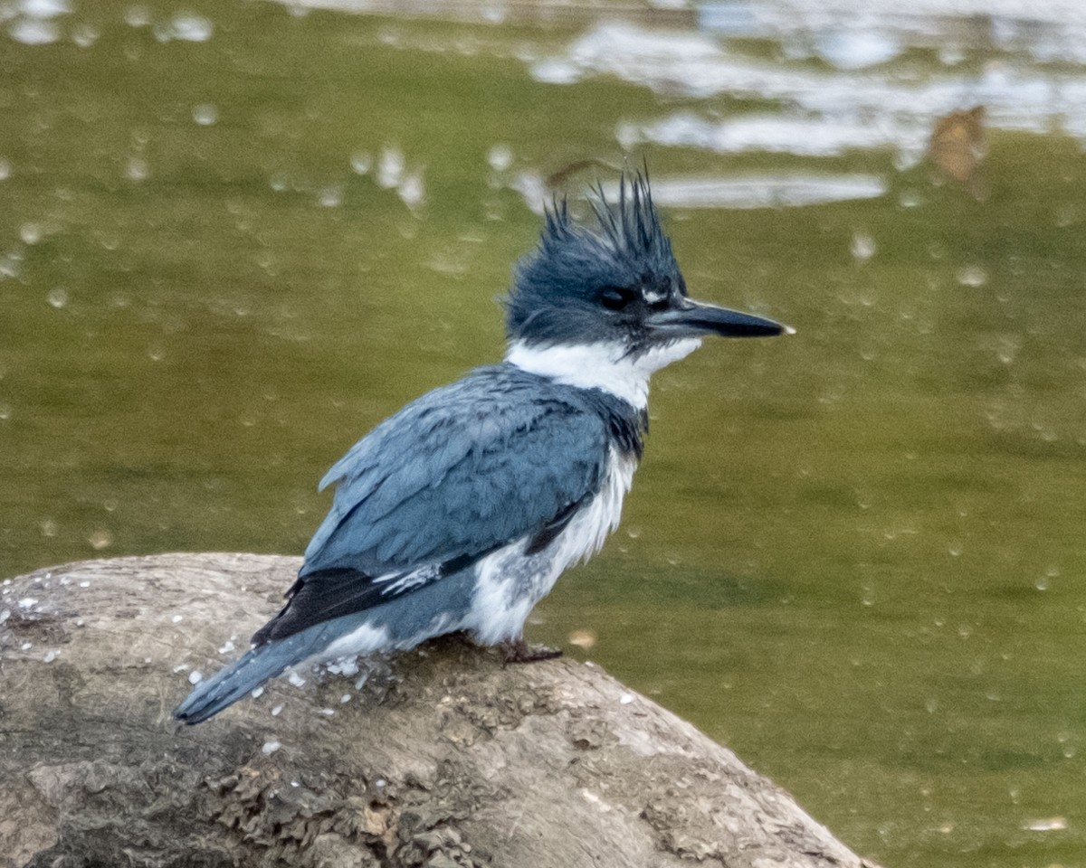 Belted Kingfisher - ML617200476