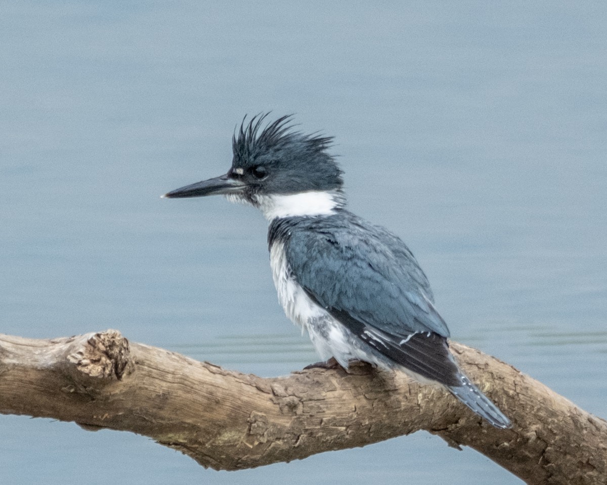 Belted Kingfisher - ML617200482