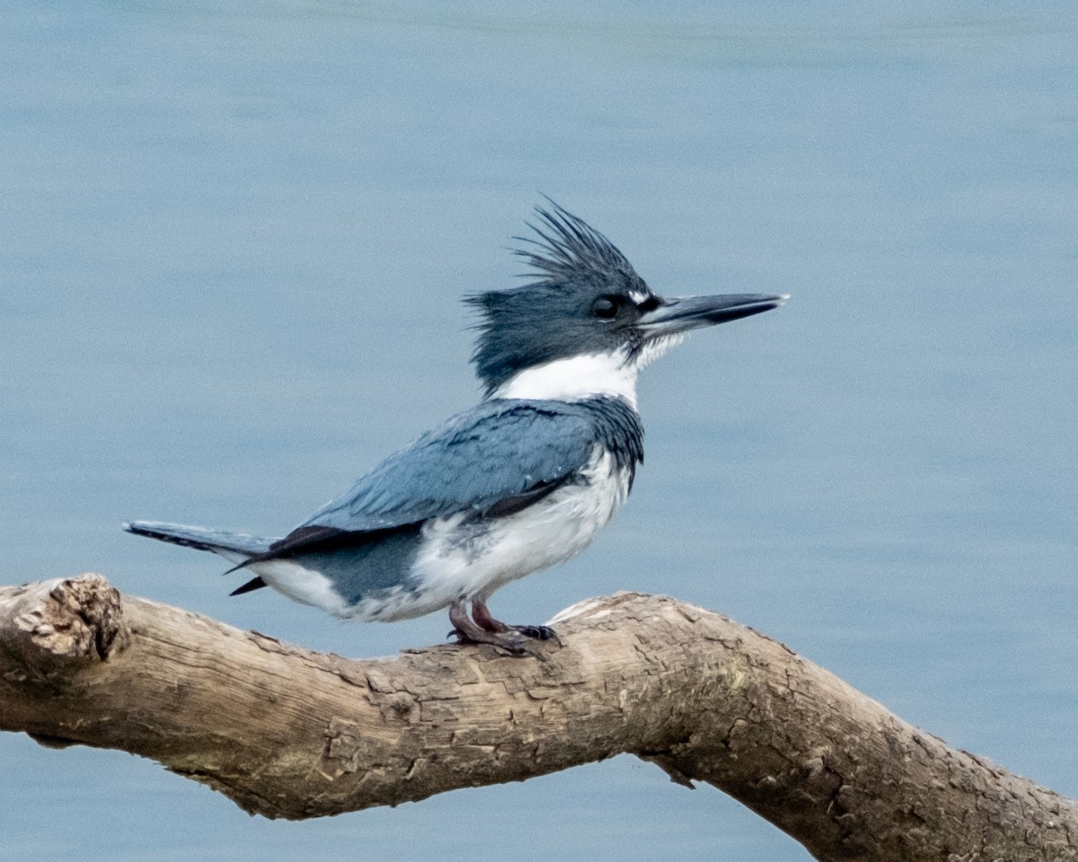 Belted Kingfisher - ML617200483