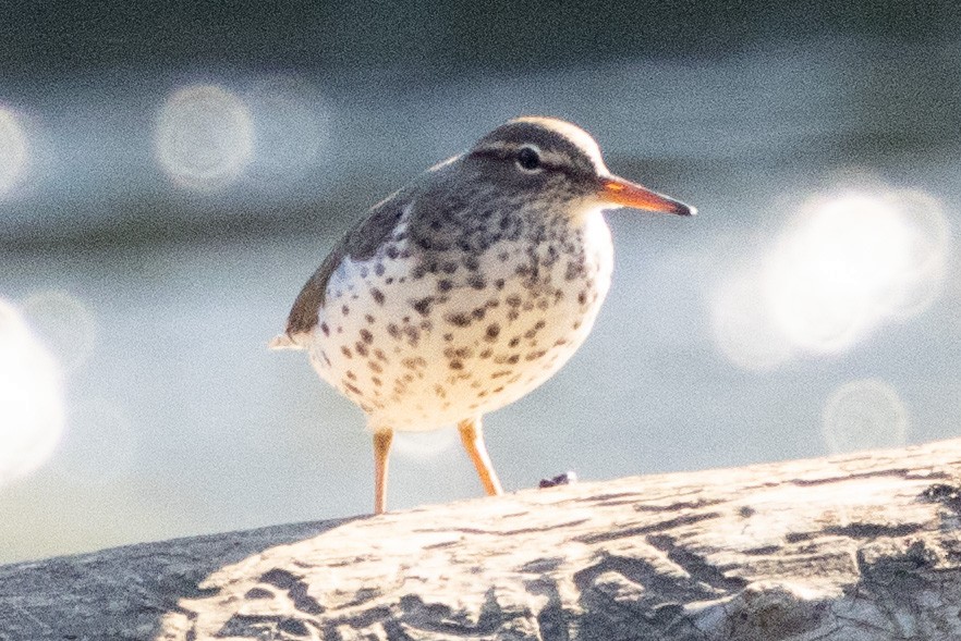 Spotted Sandpiper - ML617200500