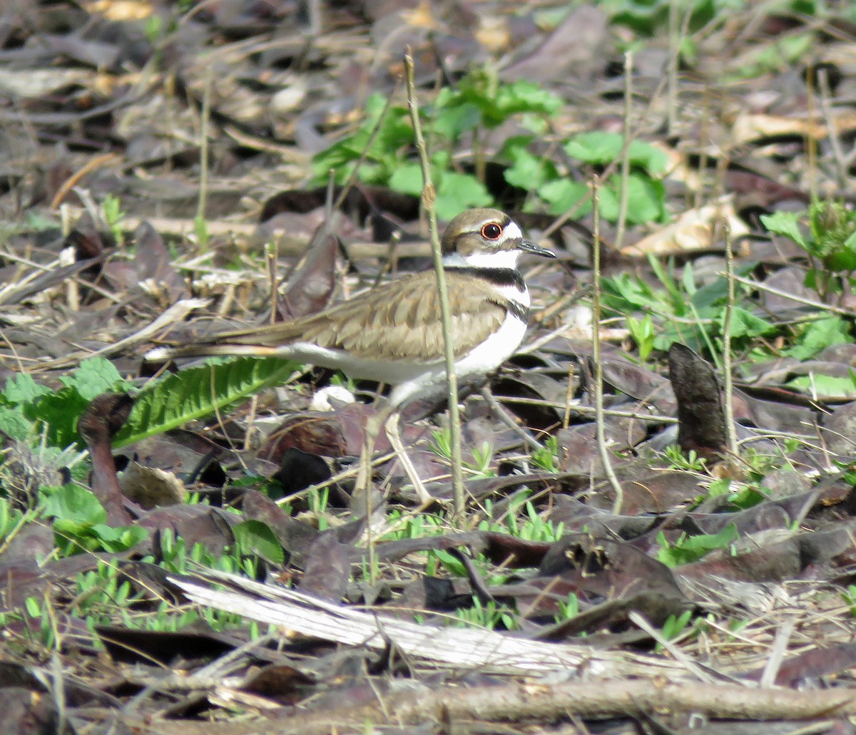 Killdeer - ML617200530