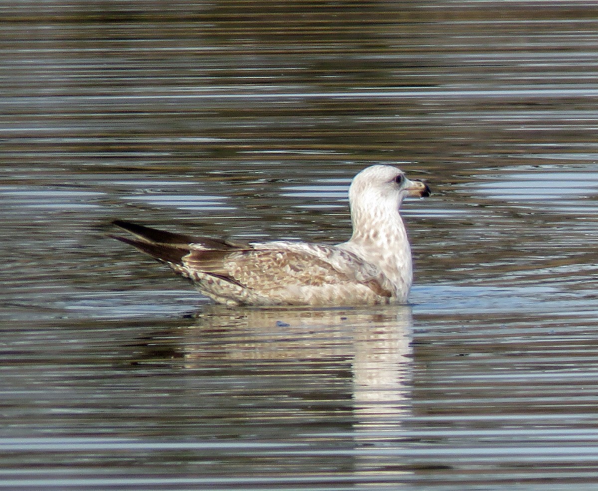 Herring Gull - ML617200541