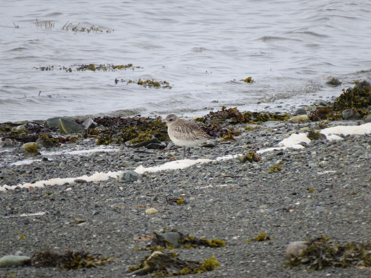 Black-bellied Plover - ML617200591