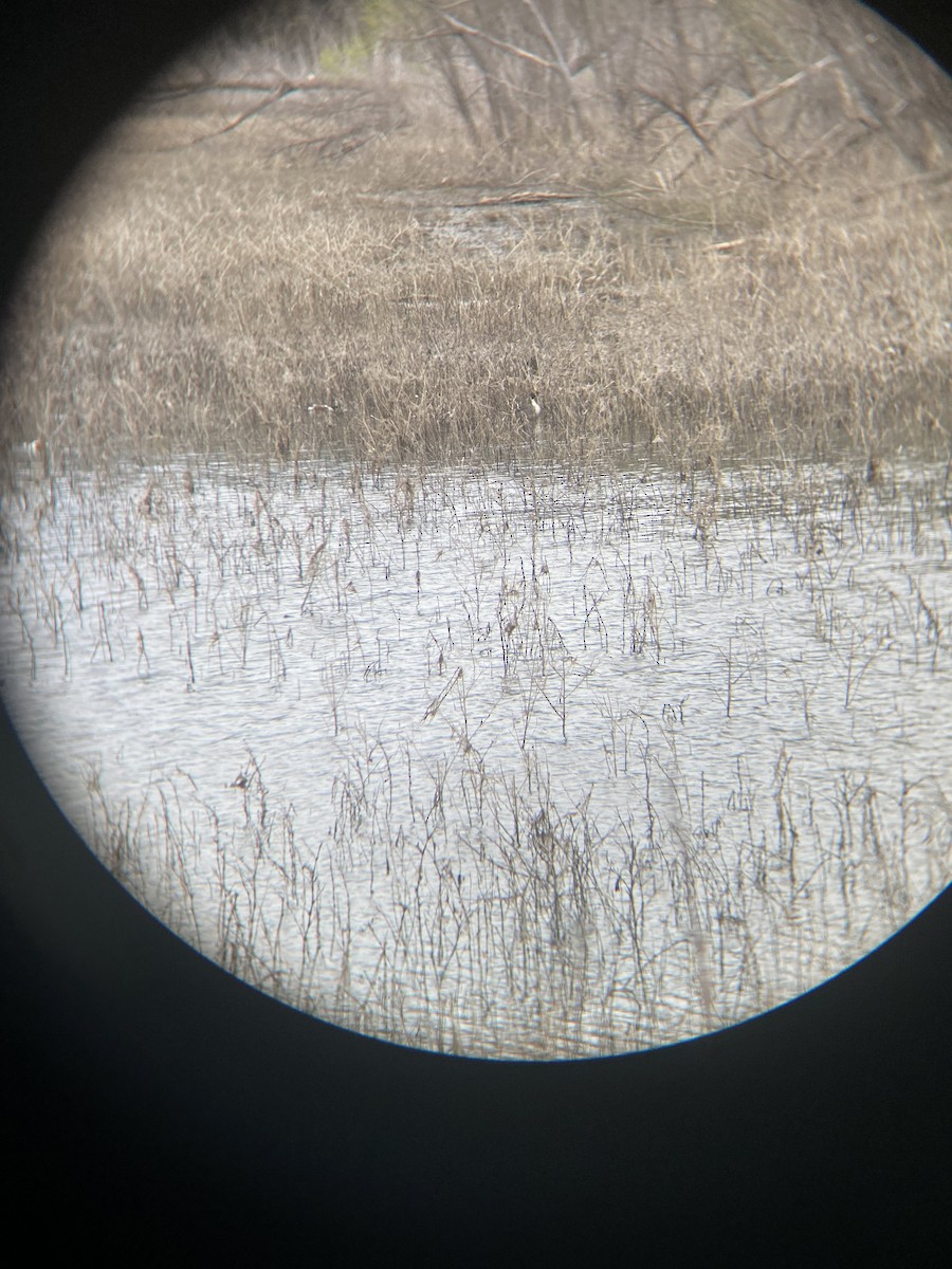 Northern Pintail - ML617200617