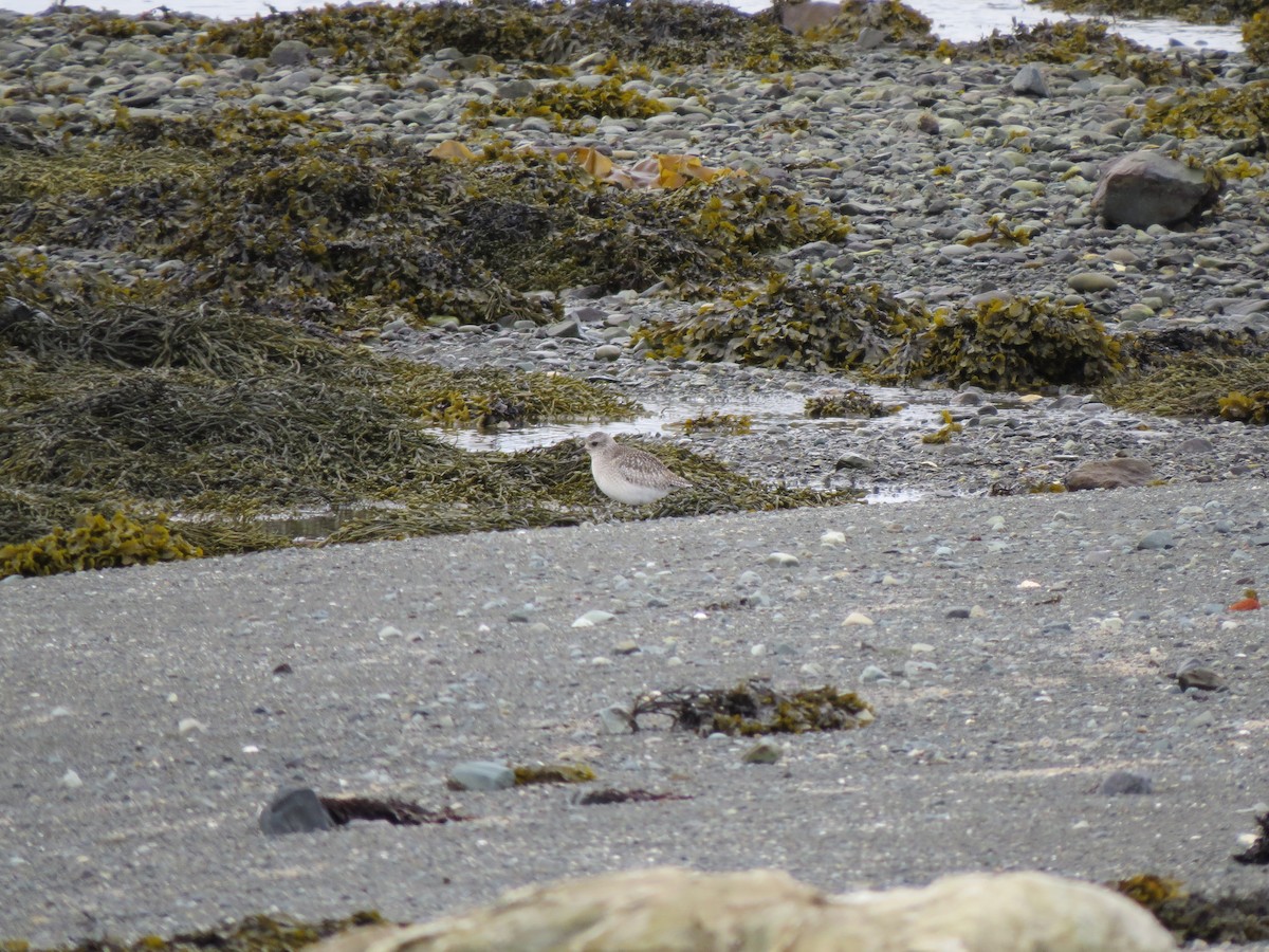 Black-bellied Plover - ML617200648