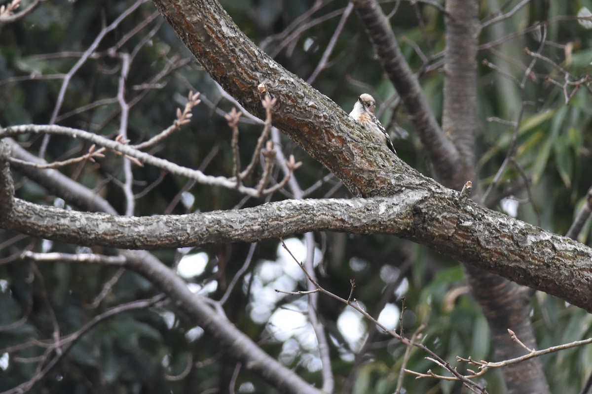Japanese Pygmy Woodpecker - ML617200665