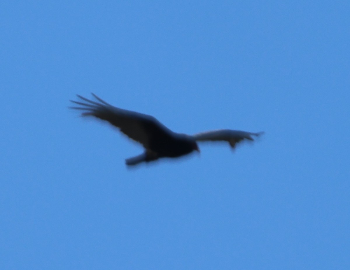 Turkey Vulture - ML617200684