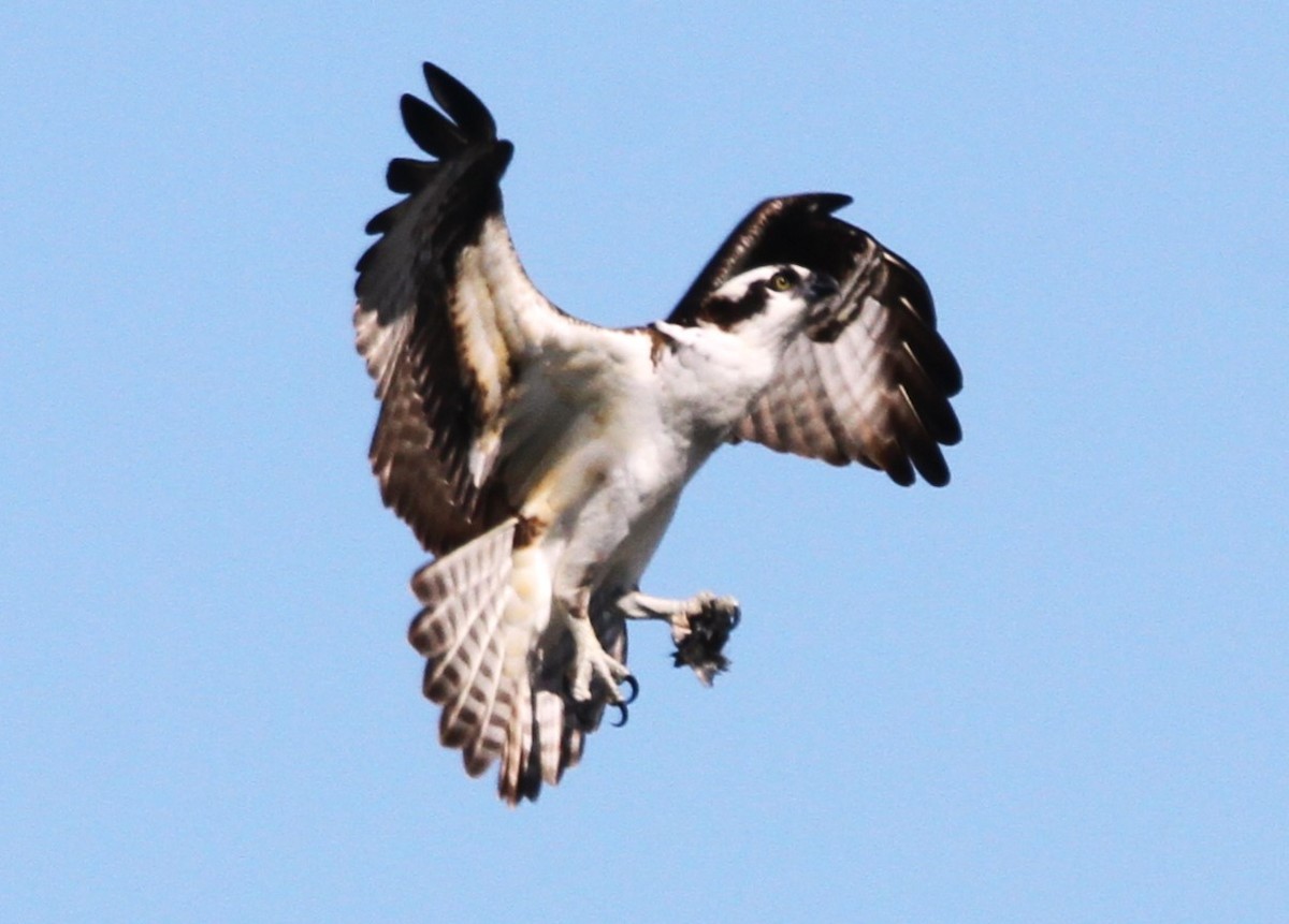 Águila Pescadora - ML617200701